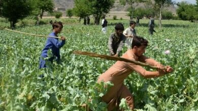 Afganistan’ın güney illerinde 200 dönüm haşhaş tarlasının imhası