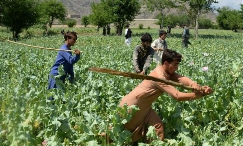 Afganistan’ın güney illerinde 200 dönüm haşhaş tarlasının imhası