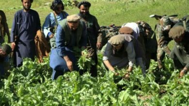 Badakhshan’daki haşhaş tarlalarının geniş çapta yok edilmesine yeniden başlandı