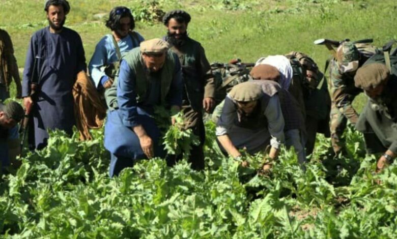 Badakhshan’daki haşhaş tarlalarının geniş çapta yok edilmesine yeniden başlandı