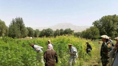 Badakhshan’ın hikayesi ve haşhaş ekimine karşı ilk ciddi mücadelenin maliyetleri