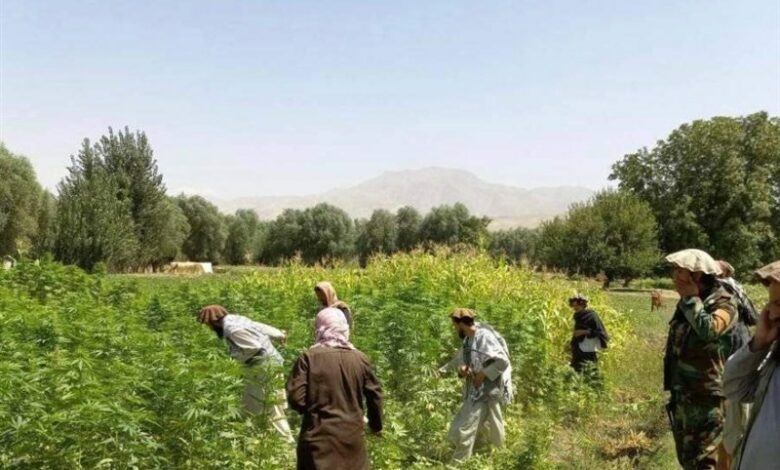 Badakhshan’ın hikayesi ve haşhaş ekimine karşı ilk ciddi mücadelenin maliyetleri