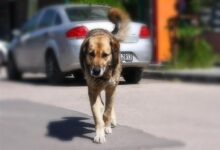 Sokak köpekleriyle mücadelede Türkiye’nin tecrübesi