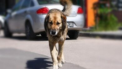 Sokak köpekleriyle mücadelede Türkiye’nin tecrübesi