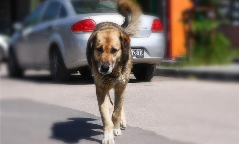 Sokak köpekleriyle mücadelede Türkiye’nin tecrübesi