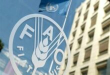 FAO: Afganistan nüfusunun yüzde 75’i tarımla geçiniyor